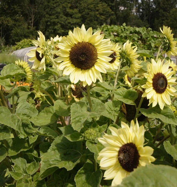 Lemon Sunflower Seeds – Heirloom, Non-GMO Flower Seeds for Planting in Home Garden - Sunflower for planting in home garden